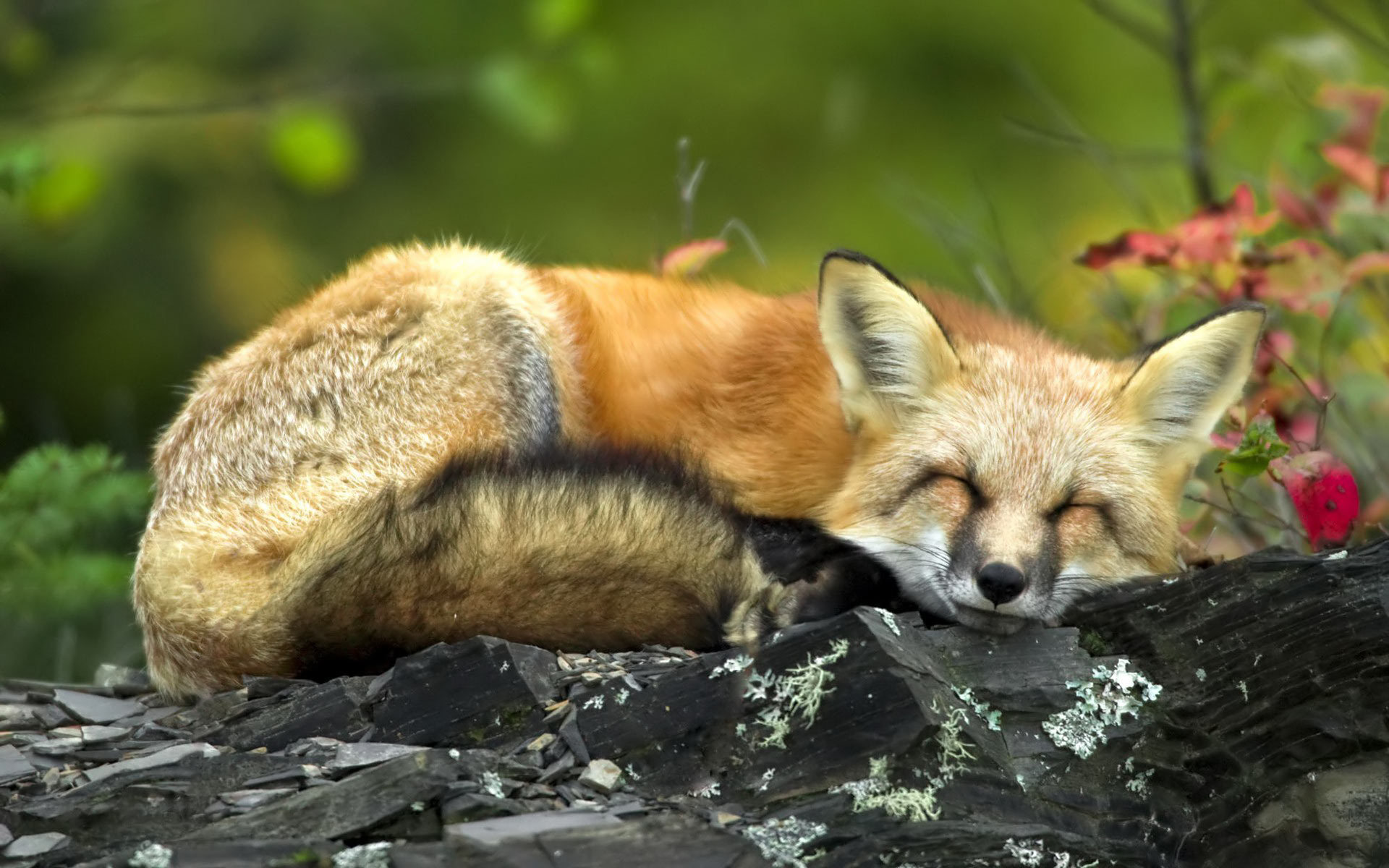 خواب زیبا روباه