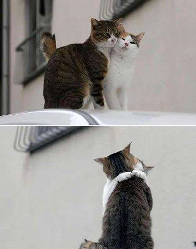 عشق و علاقه ی گربه ها
