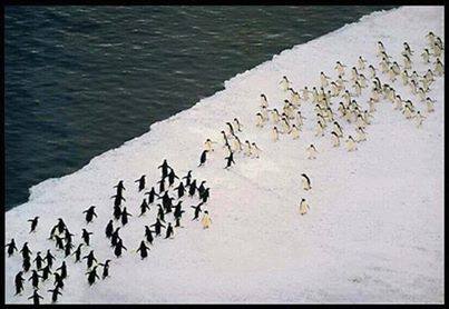 جنگ پنگوئن ها