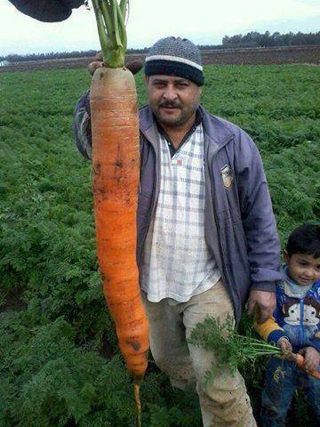 بزرگترین هویج