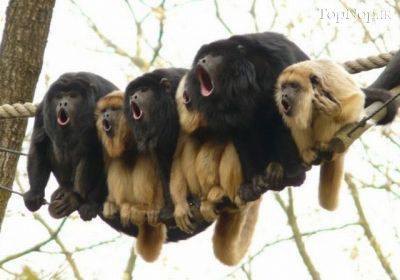 میمون های بامزه