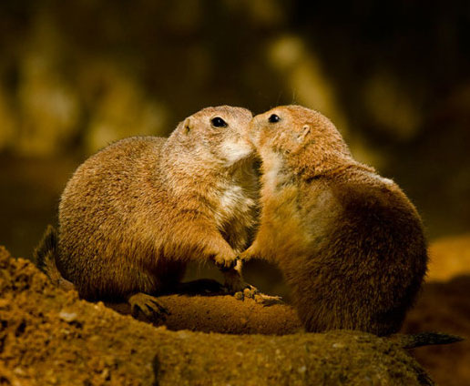بوسیدن در دنیای حیوانات