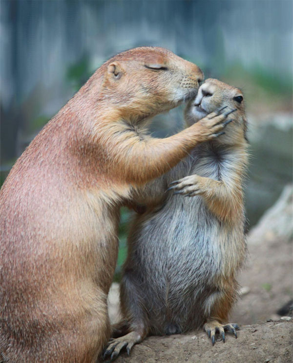 بوسیدن در دنیای حیوانات