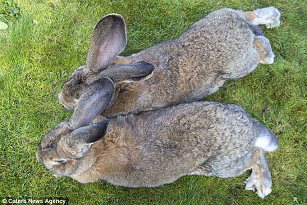 بزرگترین خرگوش های جهان