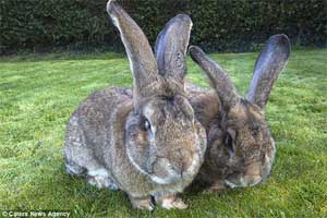 بزرگترین خرگوش های جهان