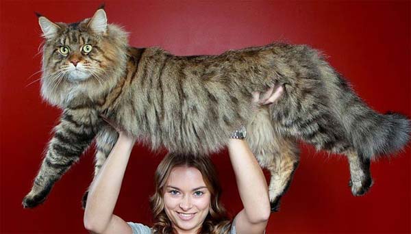 تصاويري از بزرگترين گربه ها