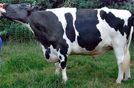 حیوانات غول‌پیکر