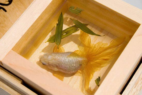 ماهی‌های واقعی یا نقاشی سه بعدی