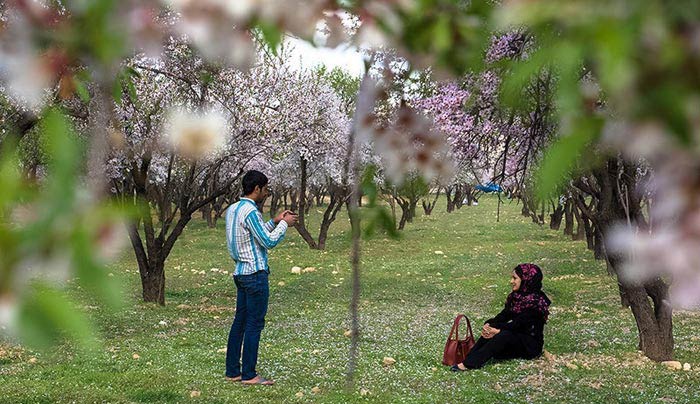 شکوفه هاي بهاري در شيراز