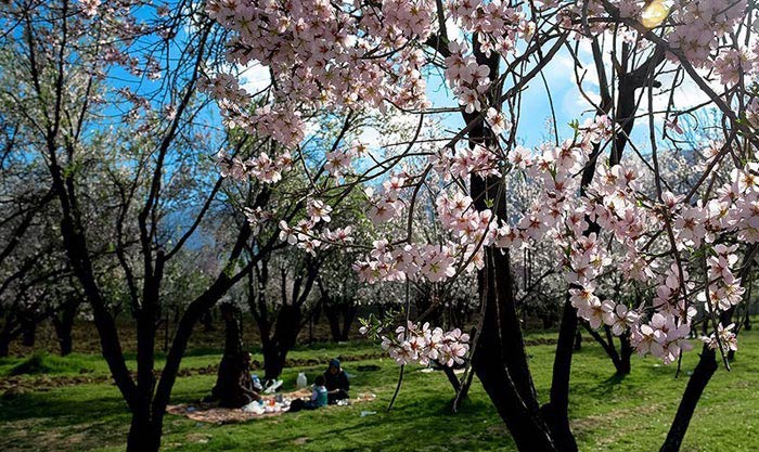 شکوفه هاي بهاري در شيراز