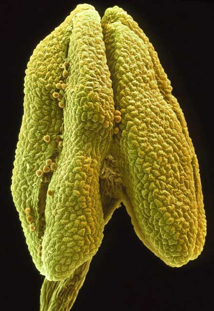 تصاویر گلها با استفاده از میکروسکوپ الکترونی