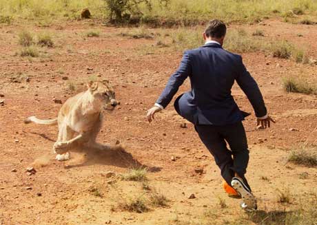 فوتبال بازی کردن با شیرها