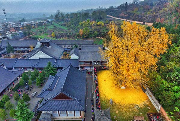رگ ريزان رويايي درخت ژينکو در معبدي بودايي