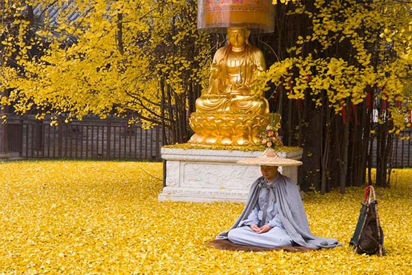 رگ ريزان رويايي درخت ژينکو در معبدي بودايي