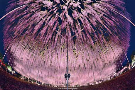 بزرگترين درخت ويستريا در ژاپن
