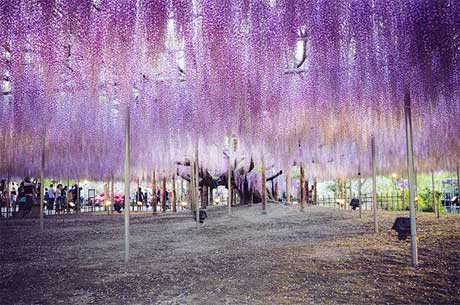 بزرگترين درخت ويستريا در ژاپن