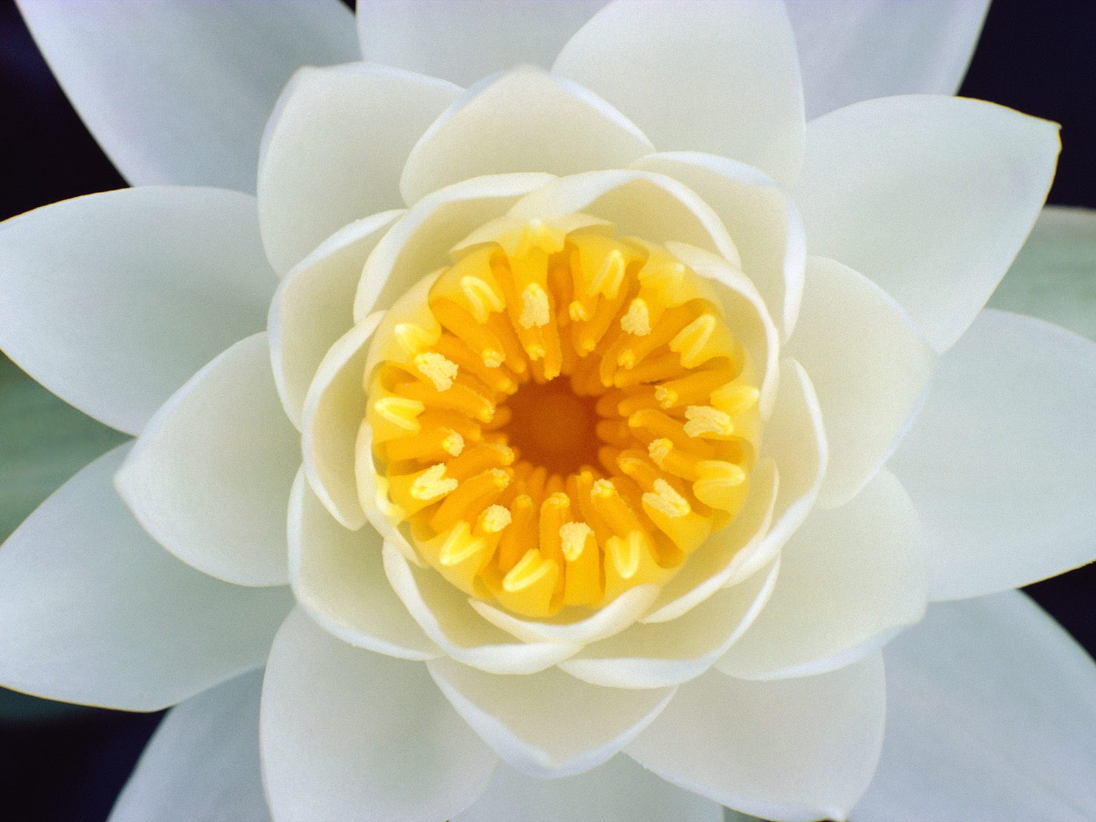 گل سفید با مغز زرد