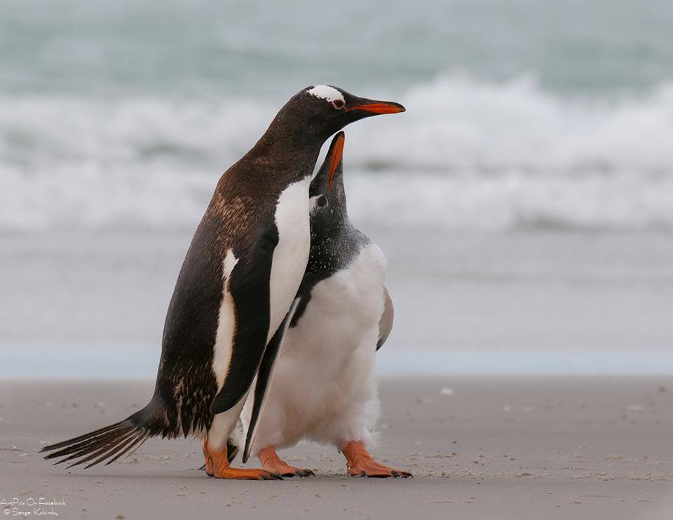 پنگوئن های زیبا