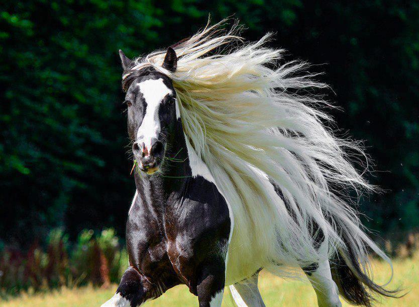 اسب مو سفید