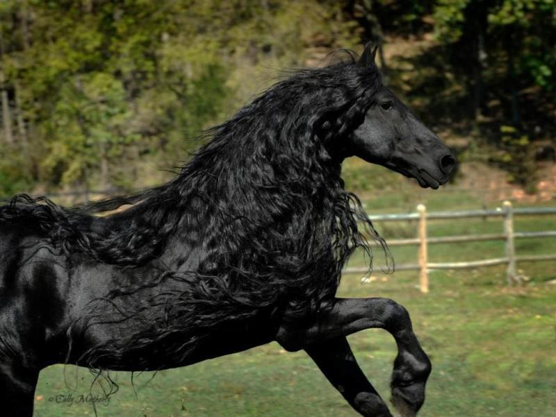 اسب مشکی زیبا