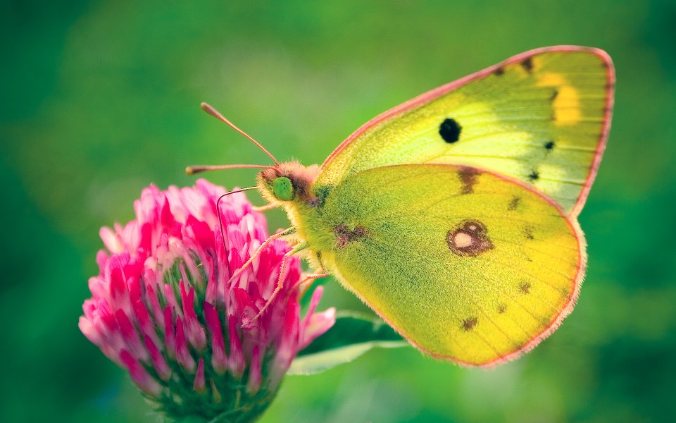 پروانه سبز زیبا