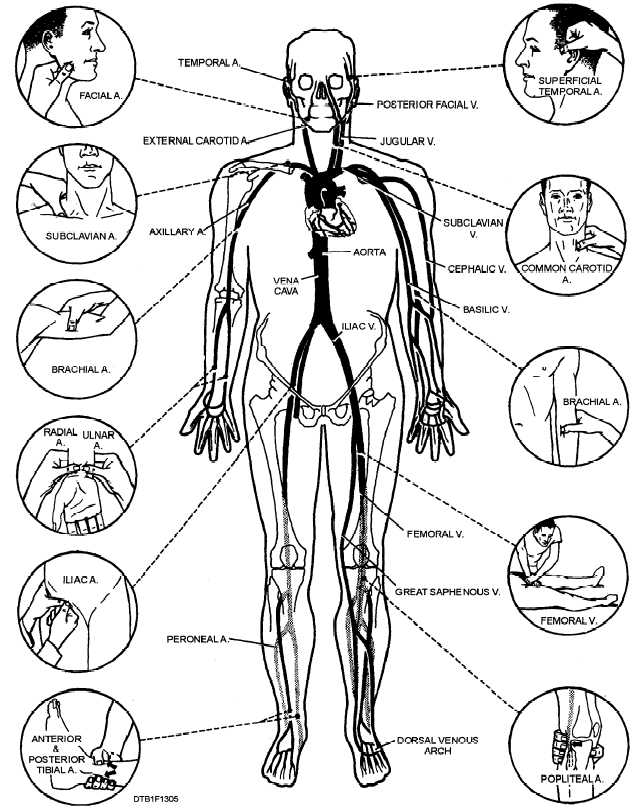 نقاط حساس بدن انسان