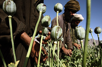 افغانستان،  جنــــگ و  سلطنت تـــرياک   