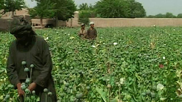 دوصدو چهل هزار هکتار زمین، زیر کشت کوکنار درافغانستان 
