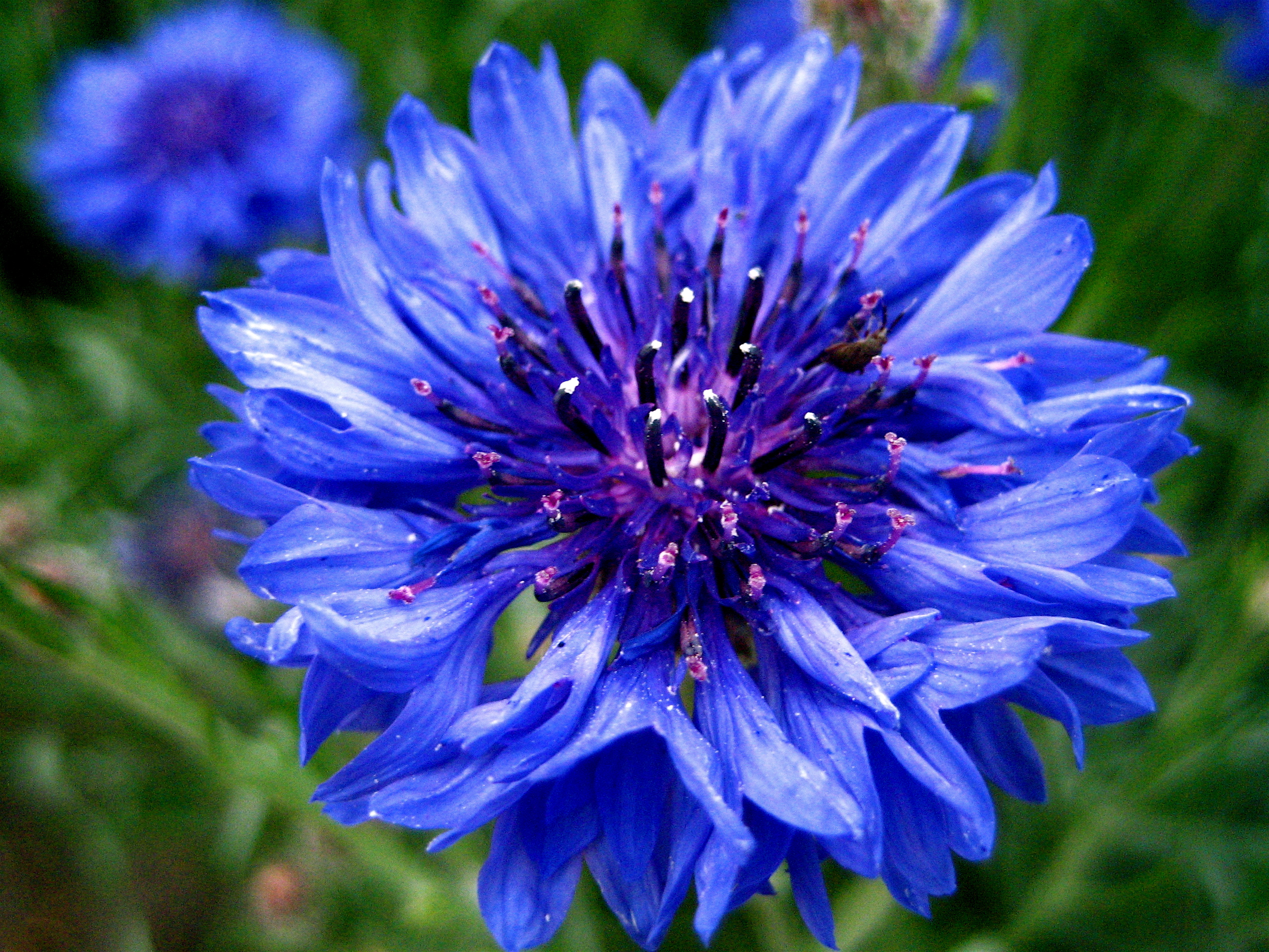 گل آبی رنگ زیبا