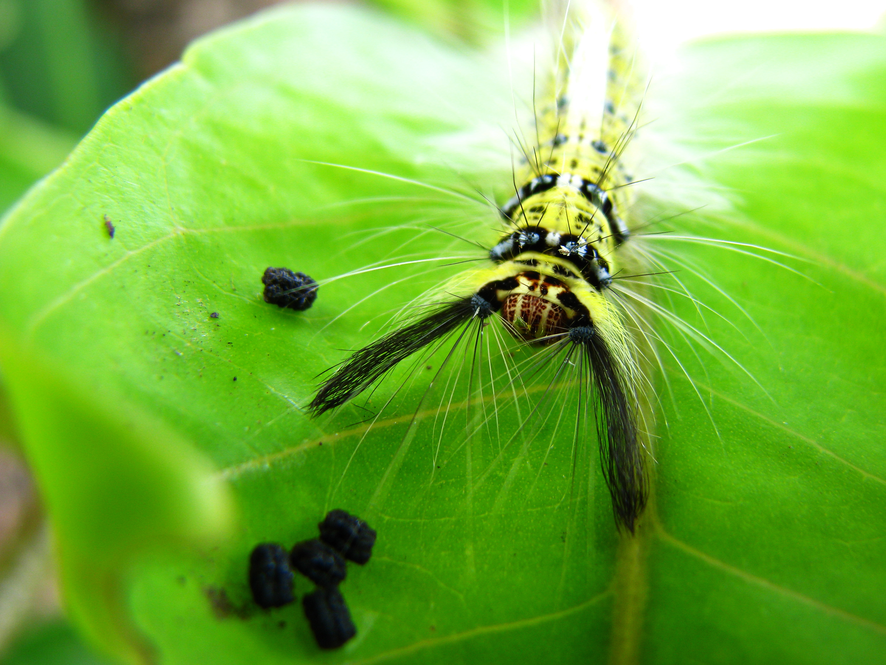 کاترپیلار (Caterpillar) پشمالو