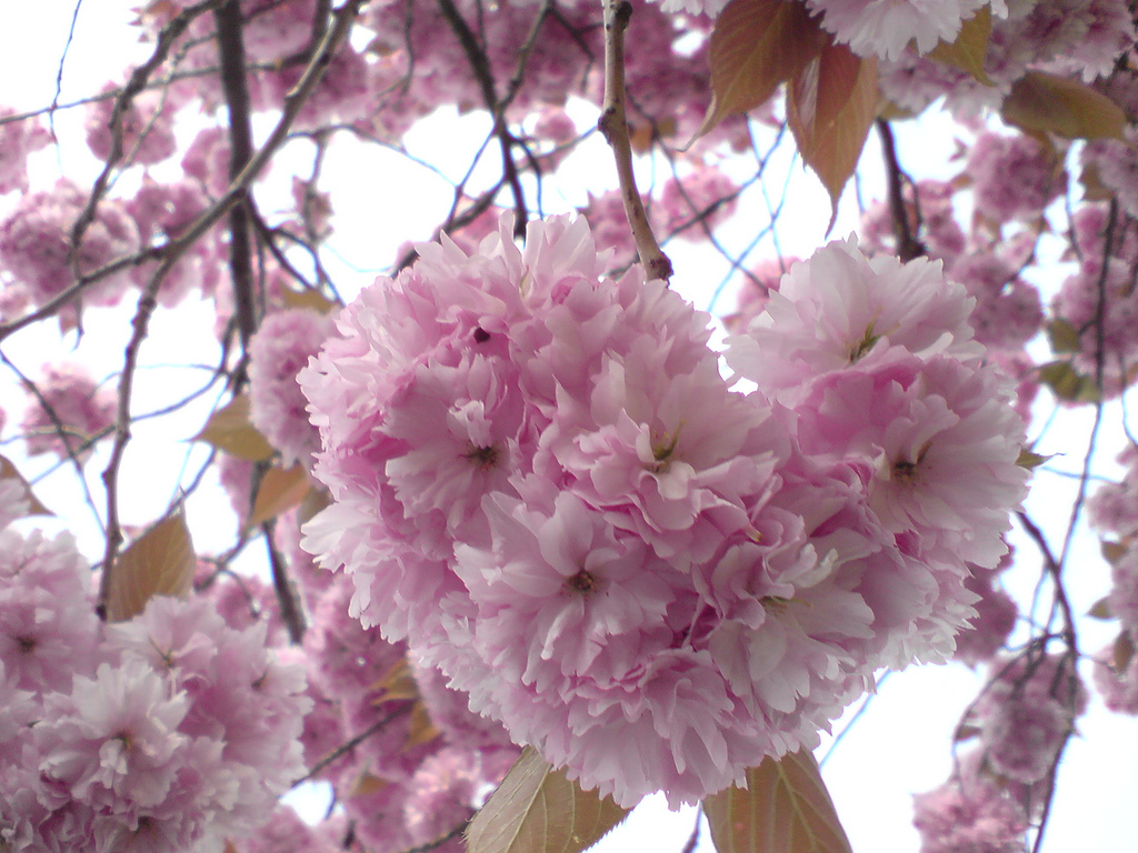 شکوفه های عاشق
