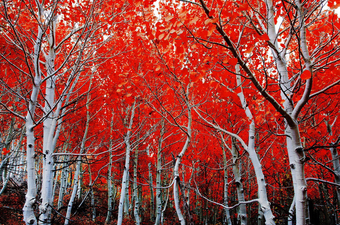 درختان قرمز