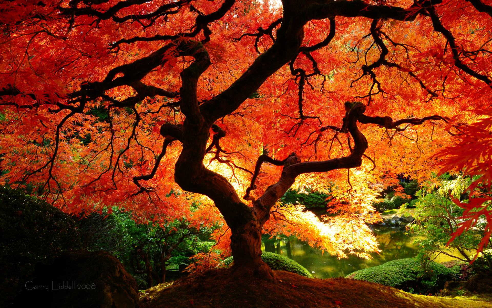تک درخت پاییز