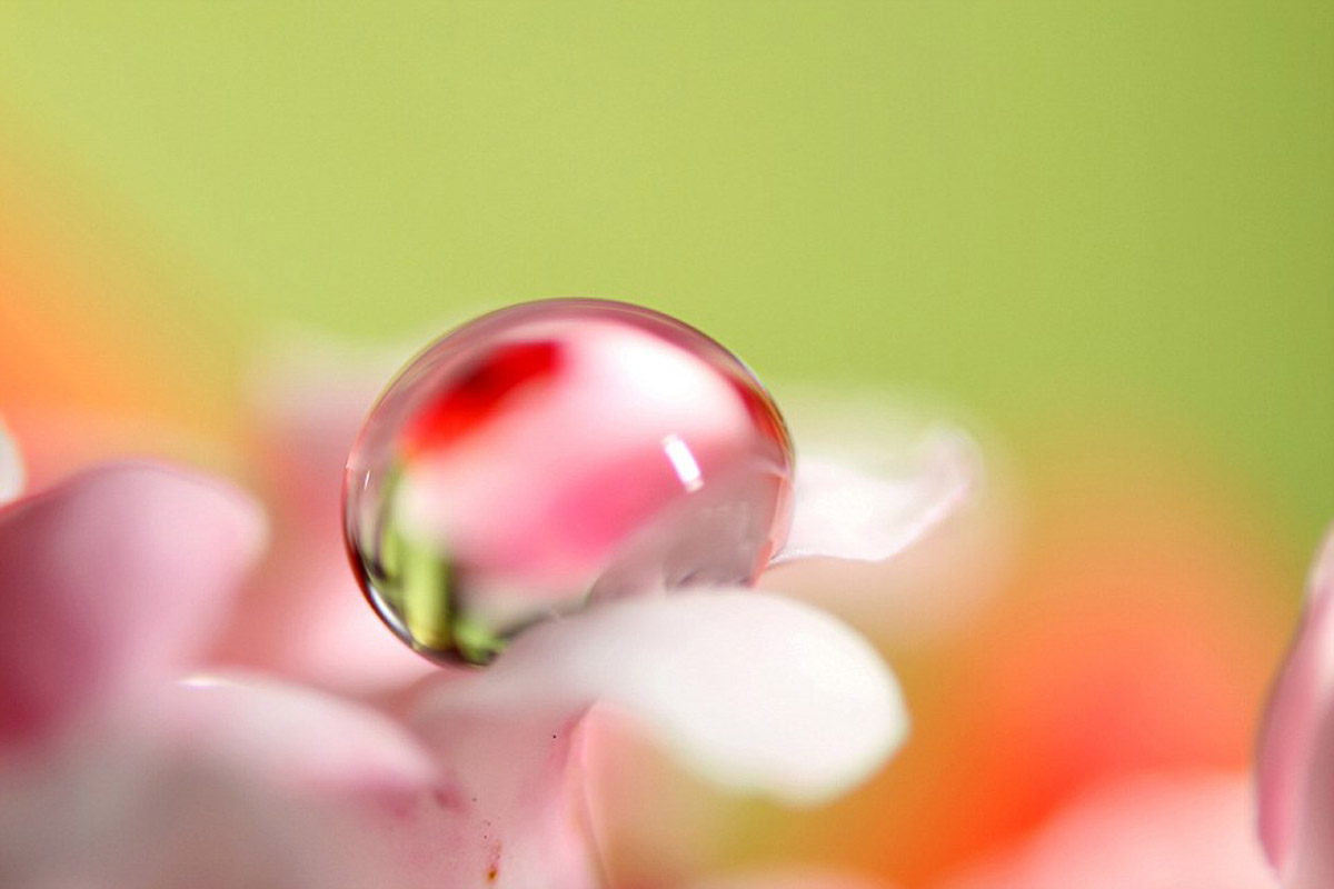 قطره آب سوار بر گل