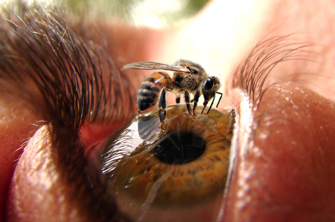 زنبور و چشم