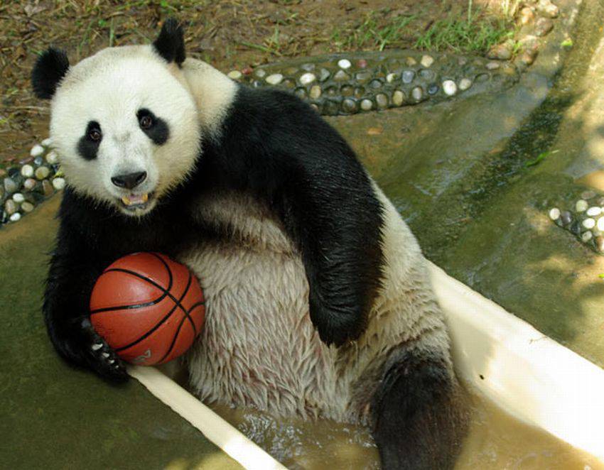 خرس بسکتبالیست