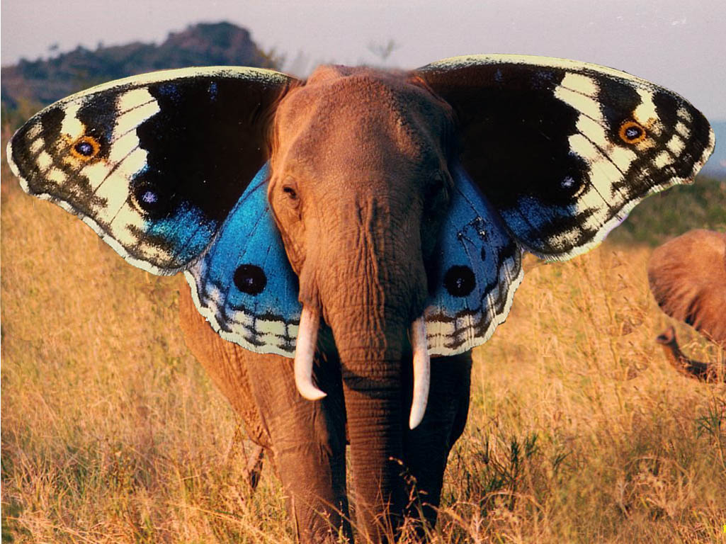 فیل یا پروانه ؟!