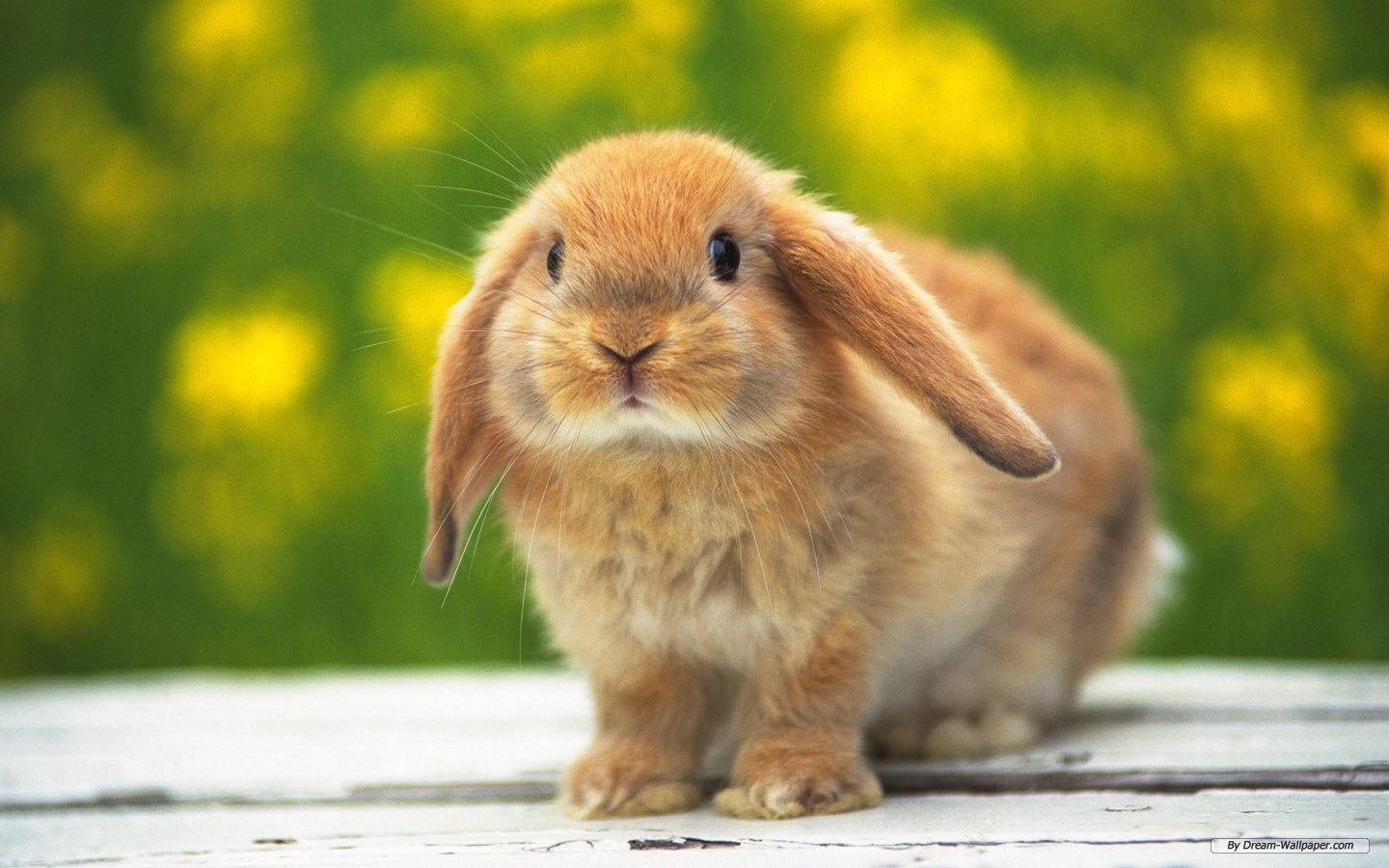 خرگوش زیبا