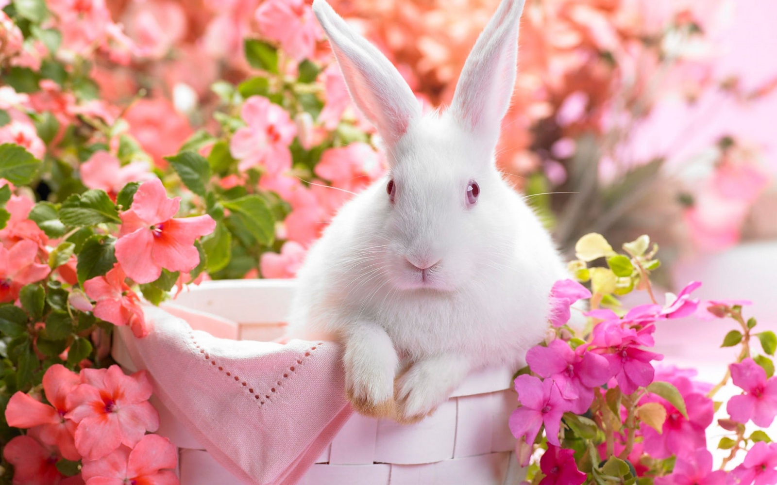 خرگوش زیبا در بهار