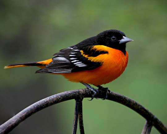 پرنده ای با رنگ های سیاه ، سفید ، زرد و نارنجی