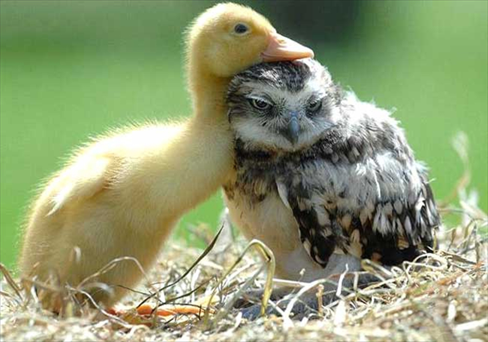 عشق جغد و جوجه اردک
