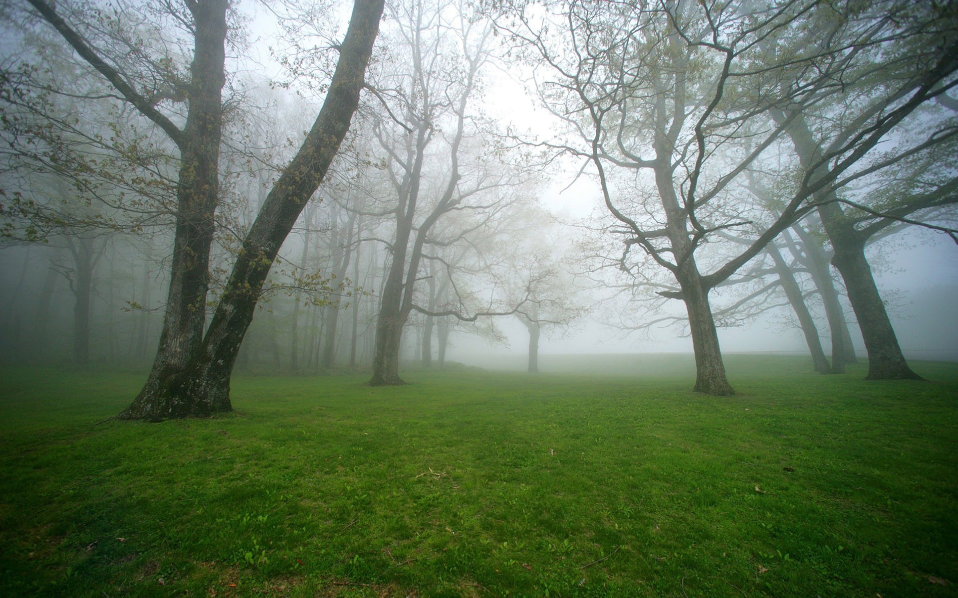 درختان مه آلود