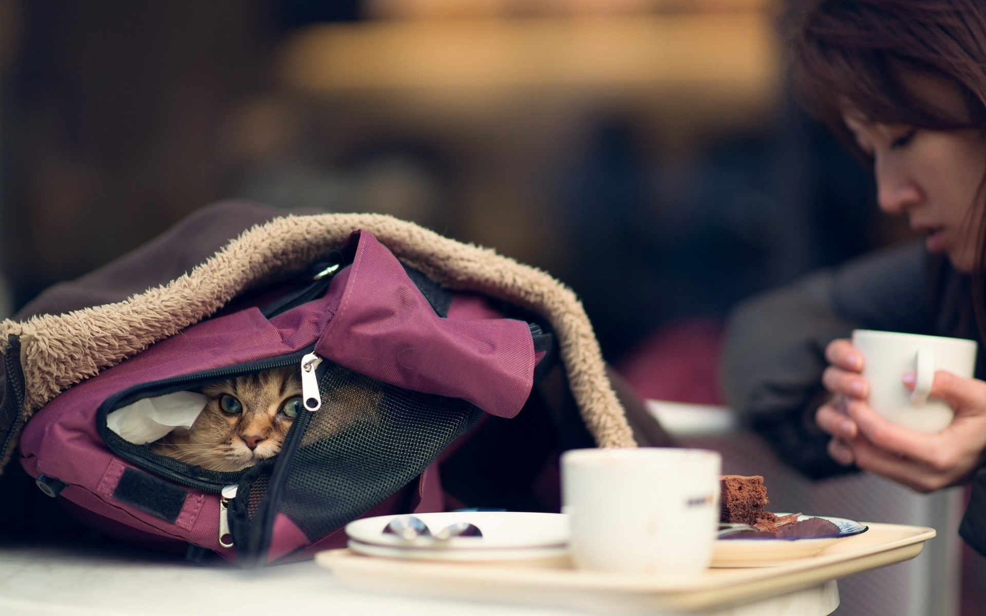 کیف گربه - bag cat