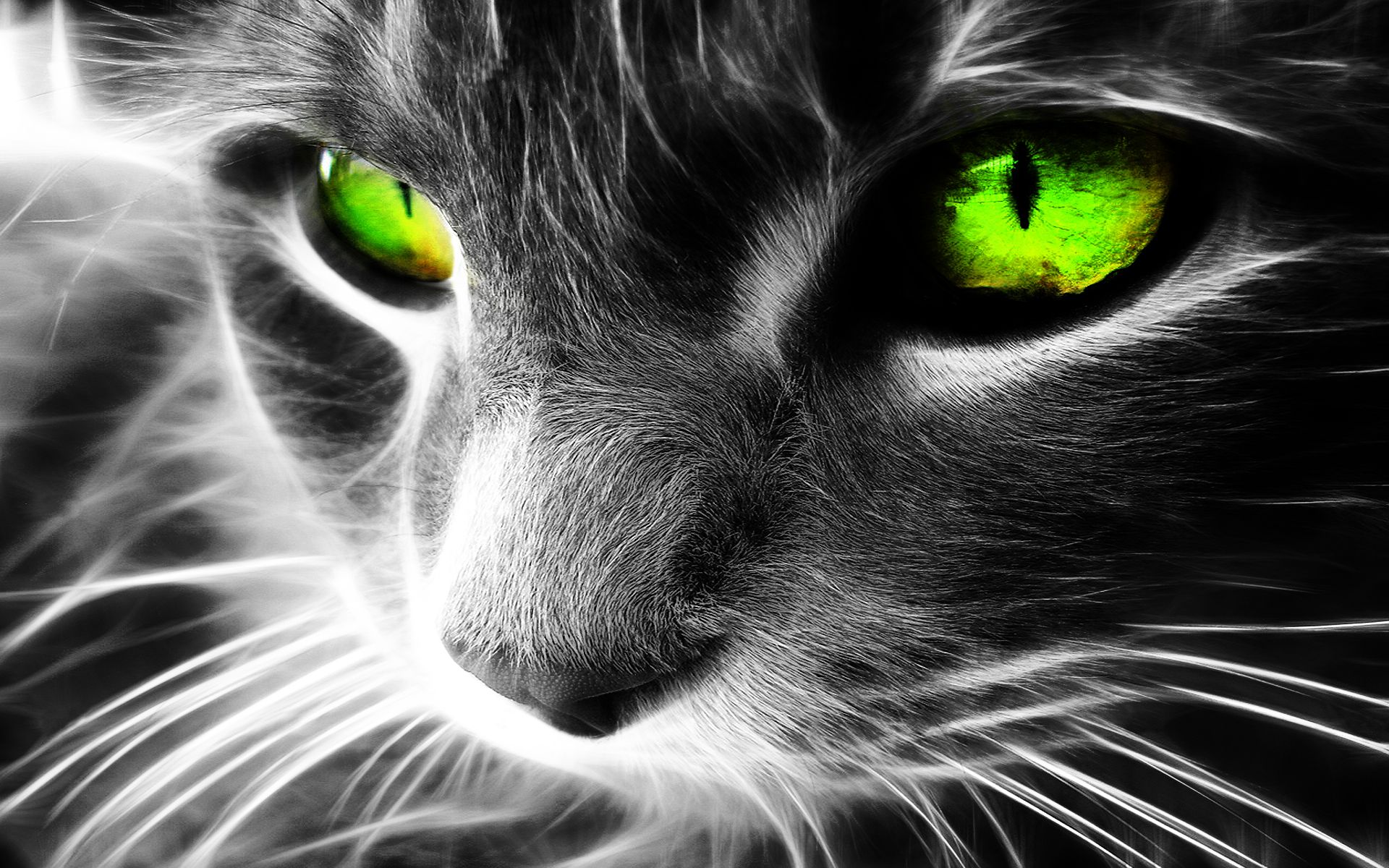 گربه سیاه با چشمان سبز