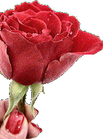 عکسهای کمیاب متحرک عاشقانه گل رز