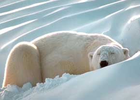 چرا جانوران از خواب زمستاني نميميرند؟!