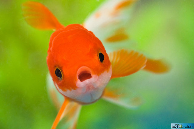 تصاویر زیباترین ماهی های جهان