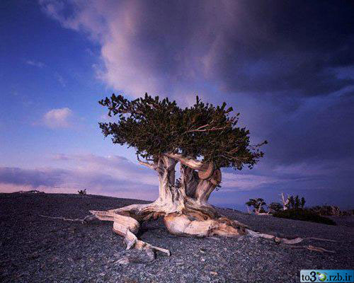 تصاویر کهن سالترین درختان جهان