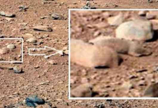 رصد یک موش صحرایی در مریخ!