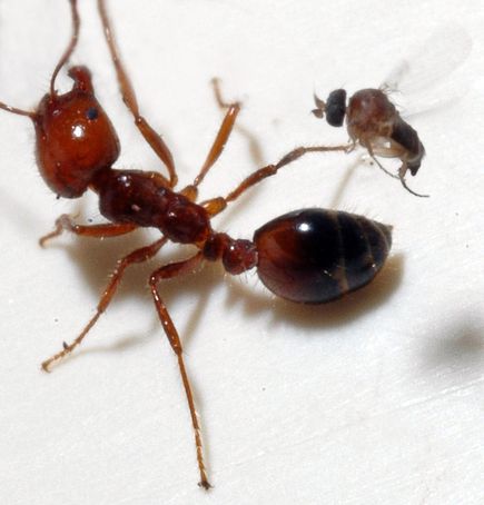 آیا کشتن مورچه حرام است؟